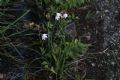 Leucojum nicaeense